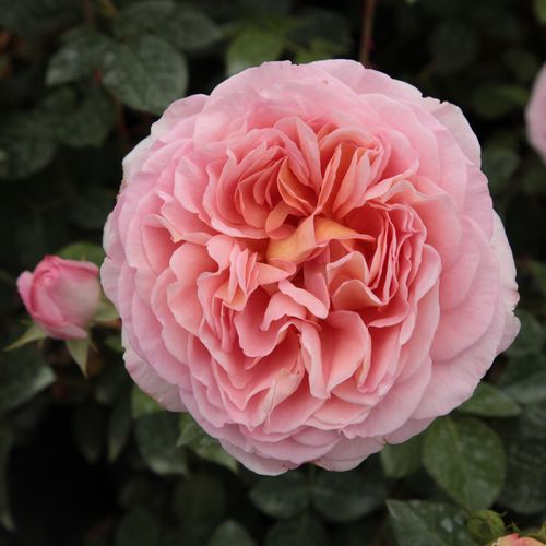 Rozenstruik - Webwinkel - engelse roos - roze - Rosa Candy Rain™ - sterk geurende roos - David Austin - De extra gevulde bloemen op de hoge donzige struik bloeien de hele zomer door.